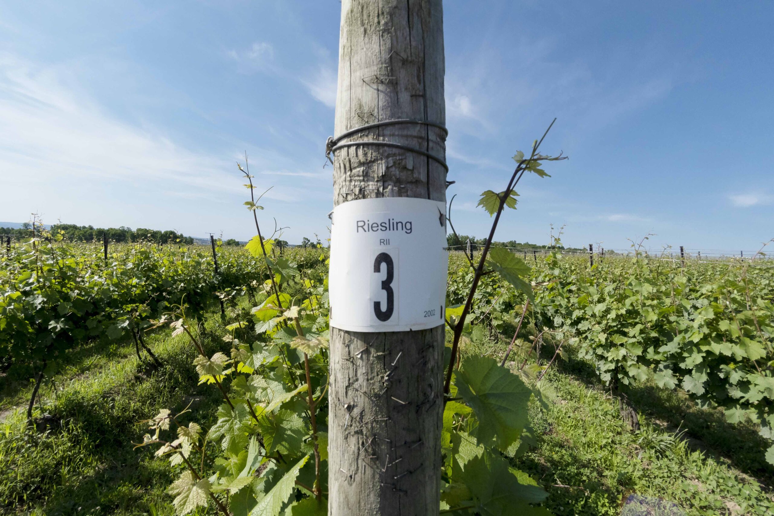 Finger Lakes Wine Alliance Marks 20th Year Finger Lakes Wine Alliance